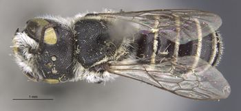 Media type: image;   Entomology 23416 Aspect: habitus dorsal view